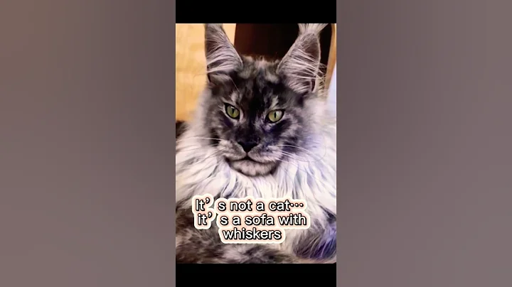 Video 10273271: lion maine coon, big maine coon cat, domestic maine coon, maine coon meets, little maine coon, funny cat