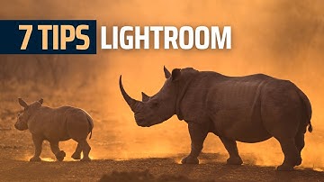 7 LIGHTROOM TIPS For BETTER Wildlife Photography
