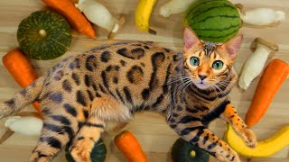 Healthy Human Food for CatsㅣDino cat information