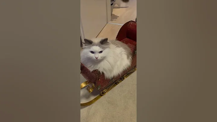 Watch the video about #Sibirische Waldkatzen #Neva Masquarade #cats #Katzen #cutepets #playing #cute #funny