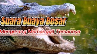 SUARA BUAYA BESAR MEMANGGIL TEMANNYA - HUGE CROCODILE VOICE CALLS HIS FRIENDS