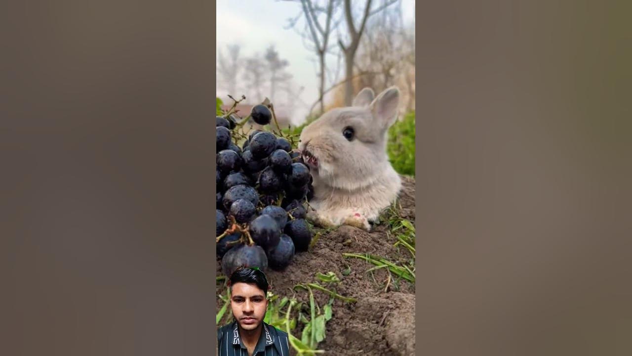 The bigfaced rabbit eats grapes and dyes his lips red. Rabbit. Cute