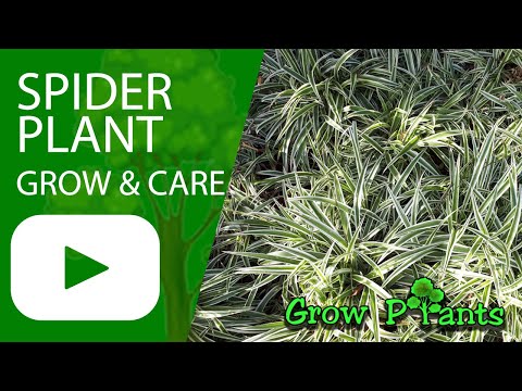 Spider plant - grow & care (Easy houseplant)