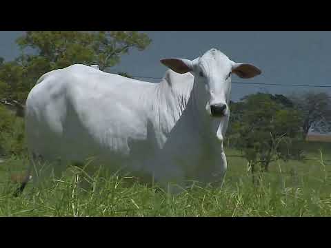 LOTE 18   RAIANA FIV DA SABIÁ   SAB C7021