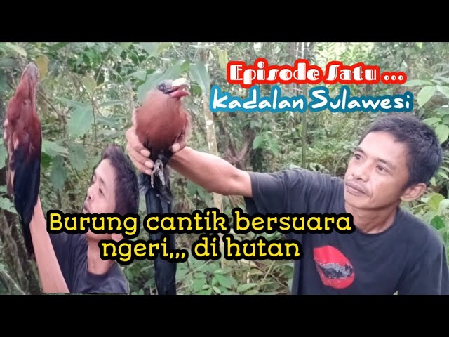 PIKAT KADALAN SULAWESI ||⁠| SUARANYA MIRIP MBAK KUNTI class=