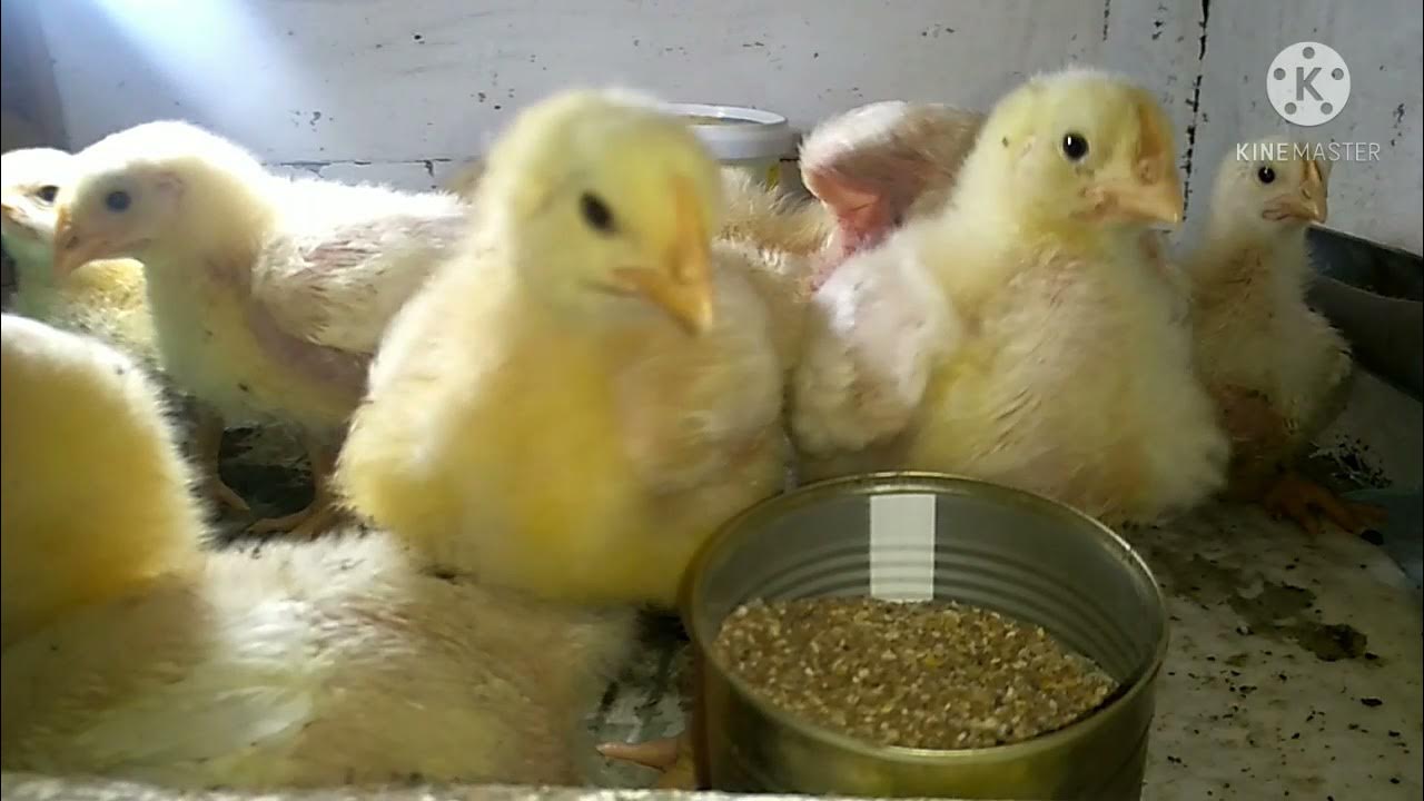 бройлер росс 308. росс 308 венгрия. бройлер рост 308. бройлер росс 308. росс 308 кросс 500 чехия бройлер.