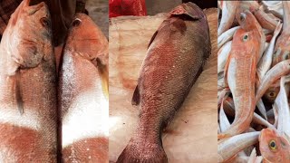 الفرشه الشعبيه للاسماك في سوق الورديان ارخص انواع سمك البحروالبحيرة للغلابه يعنى قضي يومك ب٢٠ج