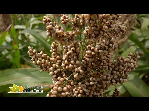 Video: Come si coltiva il sorgo?