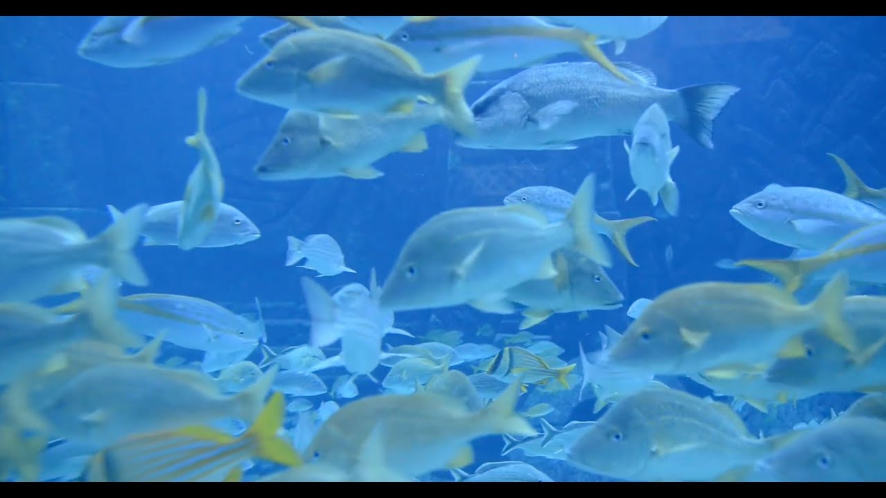 Do Fish Get Thirsty? YouTube