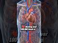 The Engine of Life❤ | Human Heart in Motion #circulatorysystem #heart #hearthealth #bloodcirculation