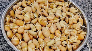 الفول النابت بكل تفاصيله من اول التنبيت لحد السلق  Sprouted beans مطبخ_وأفكار_سونا