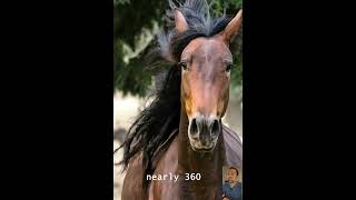 3 Cool Facts About Horses...🐎🐎🐎#horse #horses #horseriding #animals #wildlife #animalfacts screenshot 3