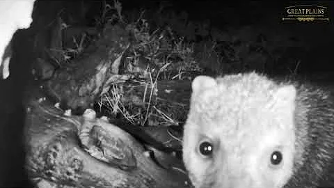 Curious Mongoose Inspects Camera | Great Plains Conservation