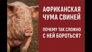 видео: Африканская чума свиней, почему так сложно бороться с ней, главная причина и есть ли шансы на успех. картинка: Африканская чума свиней, почему так сложно бороться с ней, главная причина и есть ли шансы на успех.