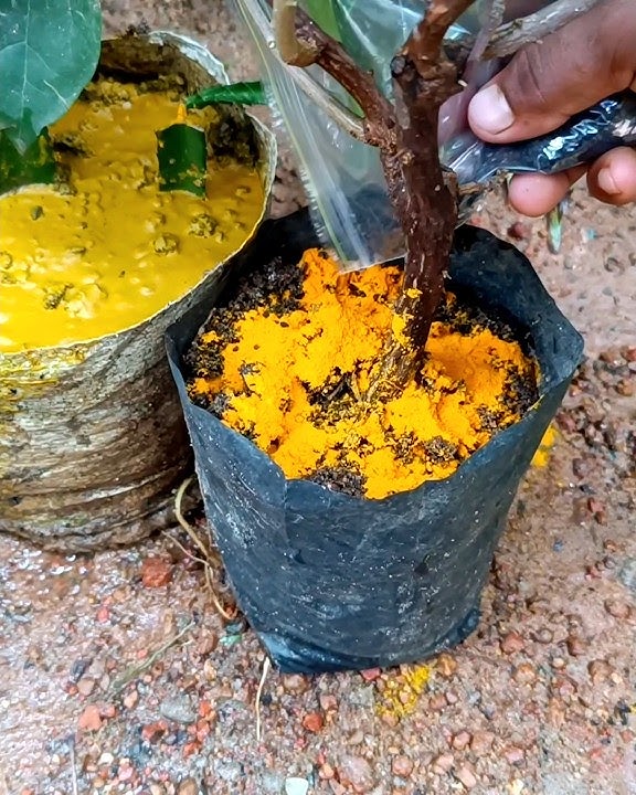 গাছকে খুব সহজে সুস্থ করা পোকা দূর করা পাতা কোকড়ানো হলুদ হওয়া গাছের শিকড় বের করা এই দুটো ব্যবহার