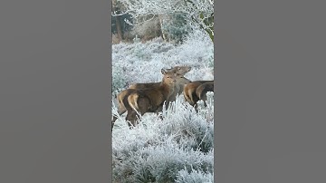 animals gazelle Short video #shots