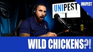 WILD CHICKENS infest and amusement park! | Pest Talk 103