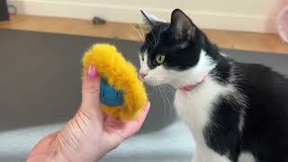 Cat tries: Giociv Interactive Cat Toys Ball Fast Rolling in Pouch #gifted #cats #pets