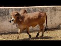 New Breeding Bull Nano Gadinyo| ARYAMAN GIR GAUSHALA