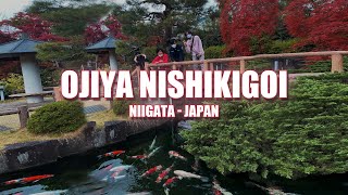 Ternyata Ini Tempat Budidaya IKAN KOI Pertama di Jepang !! | OJIYA NISHIKIGOI | NIIGATA - JAPAN 2021