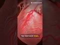 Your Heart Beats 100 000 Times A Day Mind Blowing Heart Science Ytshorts