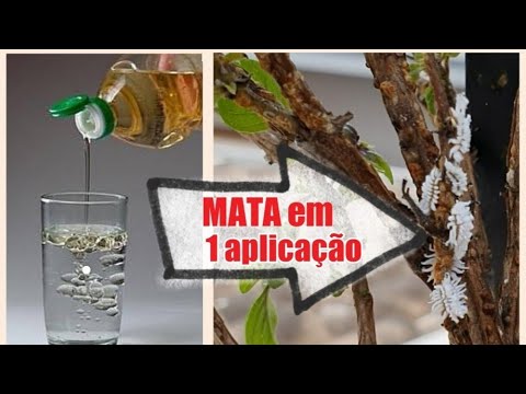 Vídeo: Doenças E Pragas Dos Abetos (30 Fotos): Descrição E Tratamento, ácaros E Seu Combate. Como Lidar Com A Flor Branca, Lagartas Verdes E Pulgões?