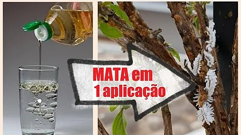 Como matar cochonilha da Palma?