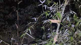 Live misteri Malam Ini‼️MASUK KEMBALI KE LOKASI YANG SERING DI JADIKAN RITUAL