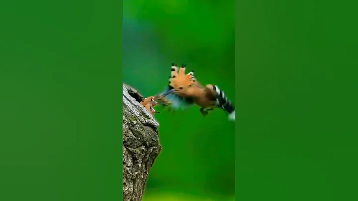 Beautiful bird/4k Ultra hd/The Most Beautiful bird In The World/Natural Scarce 4k/birds videos