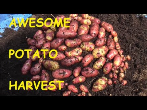 MAYAN ROSE POTATO HARVEST