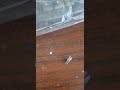 Муха села на варенье, вот и всё  стихотворение... или ... Муха с голоду сдохла.