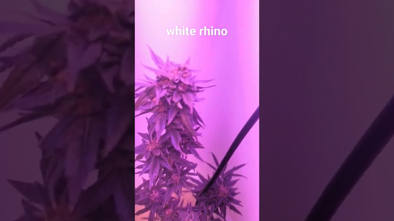 Home grown legally white rhino 