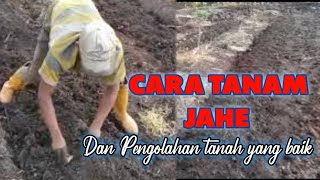 CARA TANAM JAHE DAN PENGOLAHAN TANAH|cara menanam jahe merah