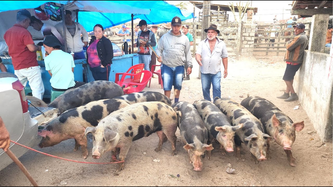 FEIRA DE SUÍNOS EM CAPOEIRAS-PE  21-11-2025  #nordeste