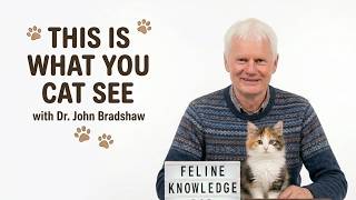 Dr  John Bradshaw: Your Cat Doesn't See You as Human Here's What You Really Are to Them