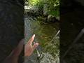 Got caught in a tree and lost a trout 😩 #troutfishing #fishing