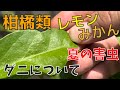 【レモンみかん夏の害虫】2024.7