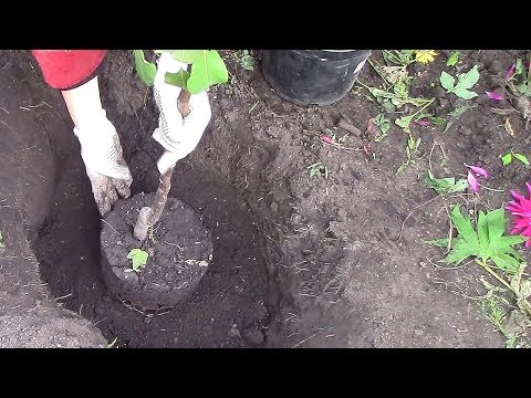 Посадка яблони и груши осенью - 7 дач