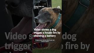 Video shows a dog trigger a house fire by chewing on a battery