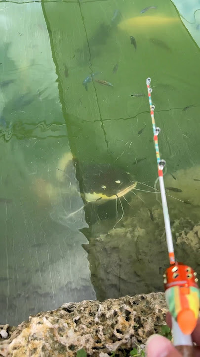 Redtail Catfish in Miami