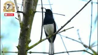 Burung kacer kemben gacor di alam liar Materi mewah bikin ngilerr🤣