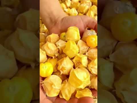 الحرنكش المصري اشتراك بالقناة