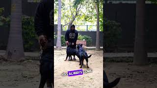 Rottweilers Male & Female . #shorts  #rottweiler  #namitaology