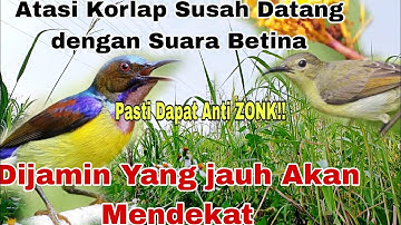 Ampuh Lur!!Suara Pikat Burung Kolibri Kelapa jantan/Kolibri Manggar Paling Ampuh @ObonKuy7