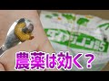 コガネムシとネキリムシは農薬がどれだけ効くのか？【ダイアジノン粒剤5】