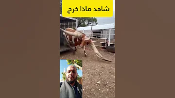 أطول قرون لعجل بقر 