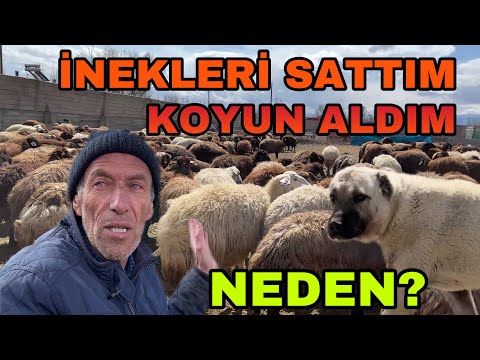 KOYUNCULUKTAN BEKLENTİM BÜYÜK --HEDEF 10 BİN KOYUN