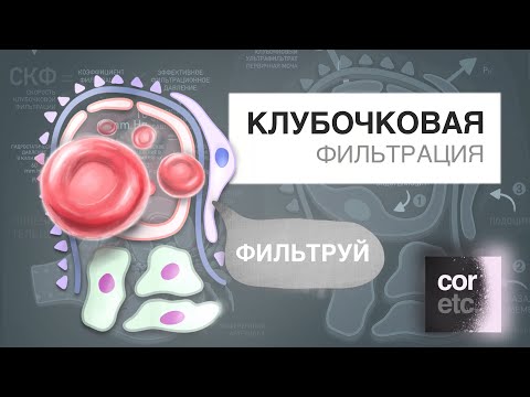 Клубочковая фильтрация за 3 минуты.