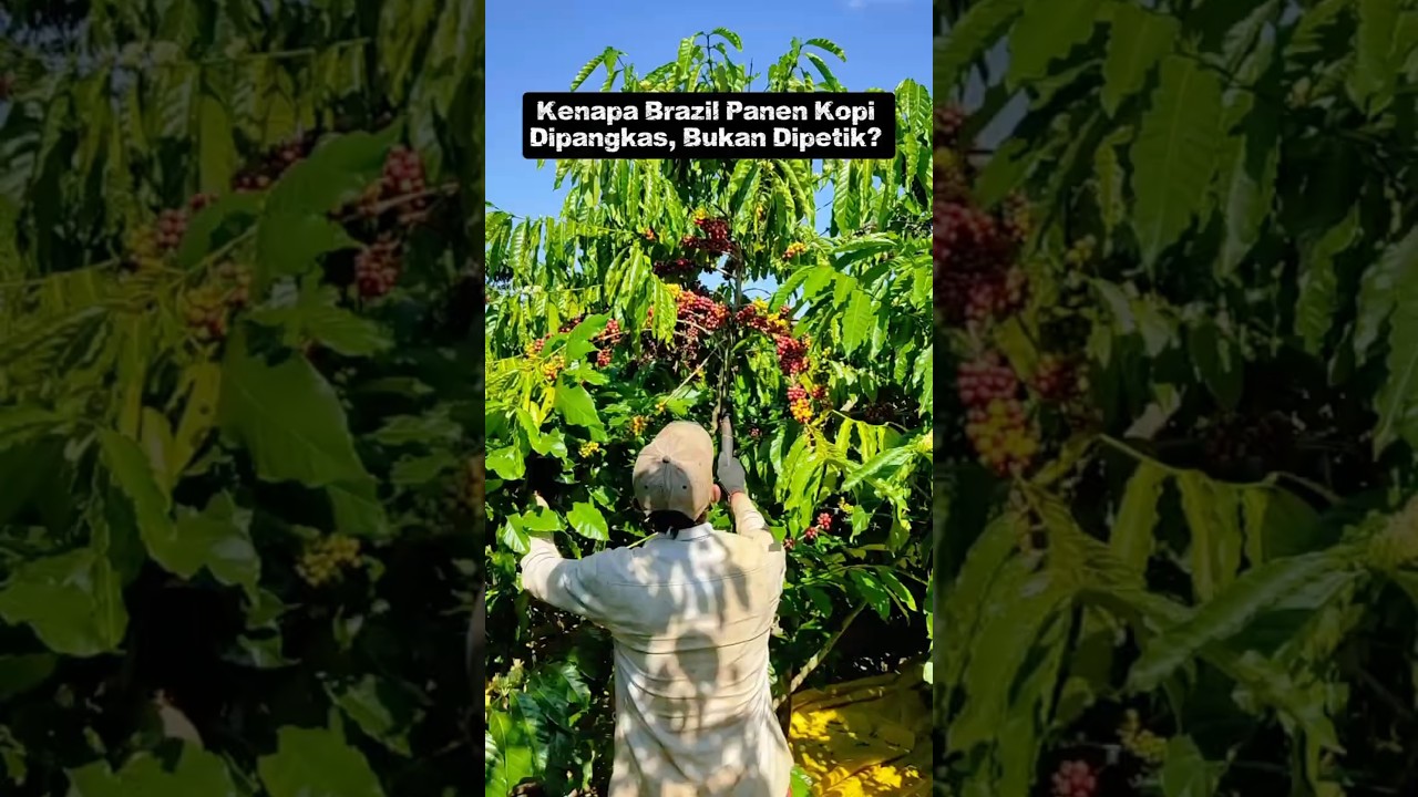 Kenapa Brazil Panen Kopi Dipangkas, Bukan Dipetik? 