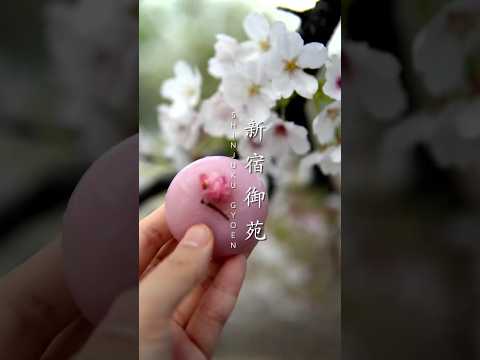 Shinjuku Gyoen Cherry Blossoms #japantravel